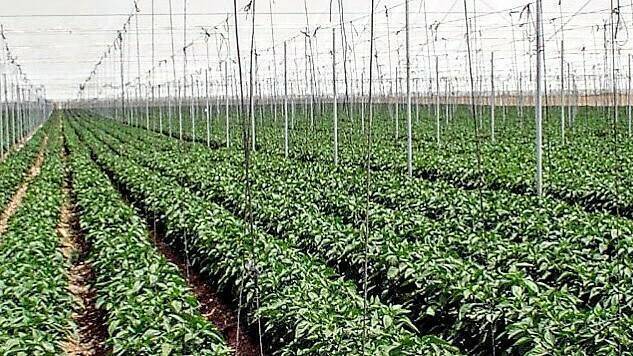 pimiento-Murcia|Pimiento-marco-plantacion